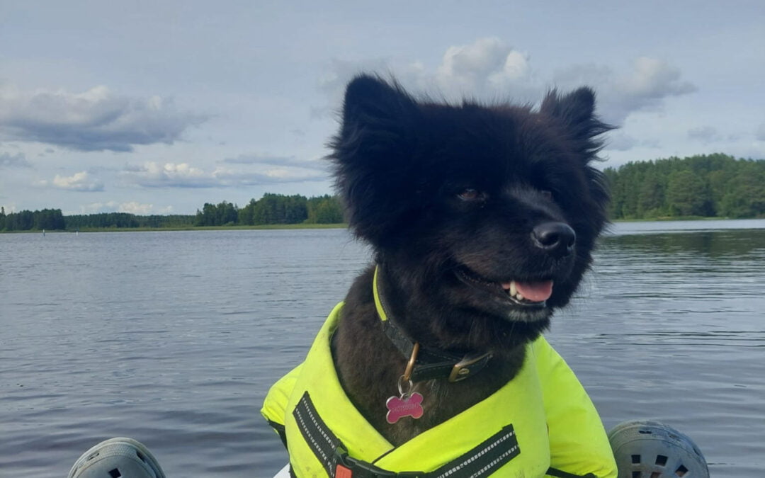 Vesan, Sarin ja laivakoira Ritan viikonloppu kului paarikierroksella